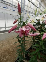 [5548 PO51 Provecho No01.JPG]